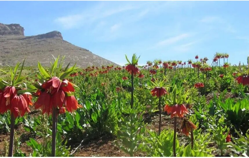 بهترین شهرهای ایران برای مسافرت در تابستان+ عکس