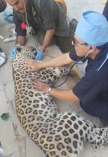 درمانی ۱۱ ساله «ارس» به کجا رسید؟