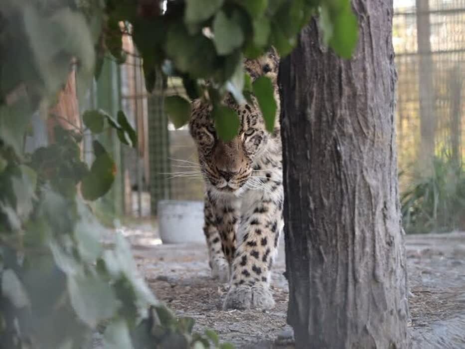 درمانی ۱۱ ساله «ارس» به کجا رسید؟