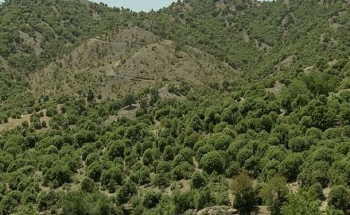 محافظت از درختان بلوط آسیب‌دیده در شهرستان لردگان ضروری است