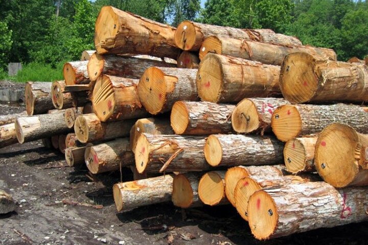 کشف ۴.۵ تن هیزم قاچاق جنگلی در استان اردبیل