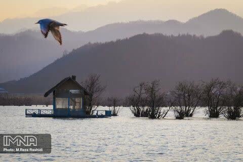 سایت پرندهنگری استیل؛ سرمایهای که از دست رفت