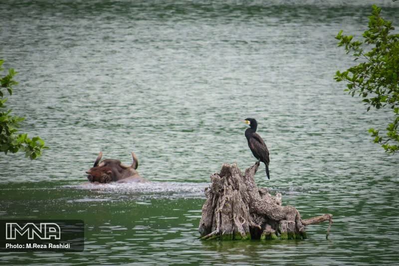 سایت پرندهنگری استیل؛ سرمایهای که از دست رفت