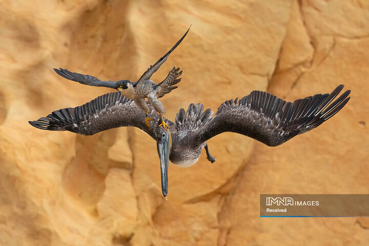 طول فصل تولید مثل، شاهین شاهین ماده (Falco peregrinus) به شدت از بچه‌هایش محافظت می‌کند و به هر چیزی که به لانه نزدیک می‌شود حمله می‌کند.