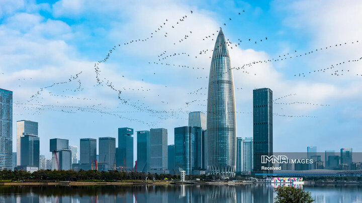 پرنده های مهاجر در شهر شیائوکه وانگ، چین