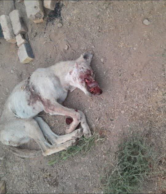 مصدومیت ۶ نفر در پی حمله گرگ به مهردشت نجف‌آباد / ۲ قلاده گرگ متواری هستند
