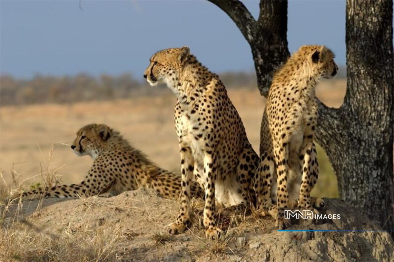 Iran tries to preserve population of Asiatic cheetahs