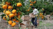 افزایش ۳۰ درصدی تولید مرکبات در باغات گلستان