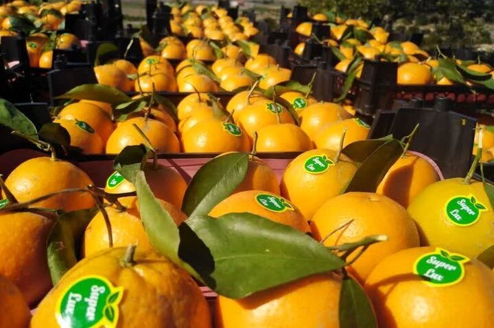 افزایش ۵ برابری صادرات نارنگی از مازندران