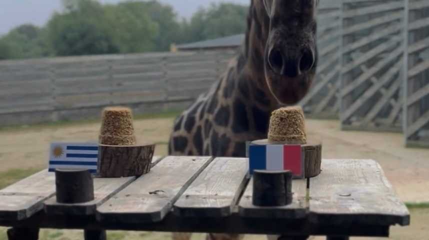 اوبانوی زرافه، پیشگوی جدید مسابقات ورزشی جهانی!