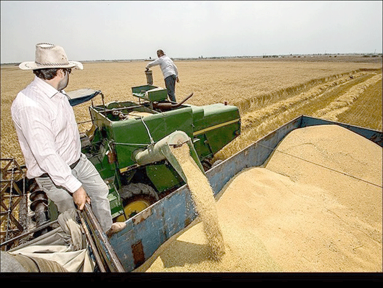 رکورد تولید و خرید گندم در استان آذربایجان غربی شکسته شد