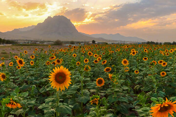 Dance of sunflowers with golden rays of Sun