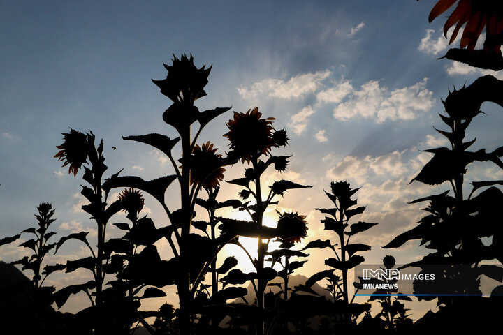 Sunflowers dancing with golden rays of sun
