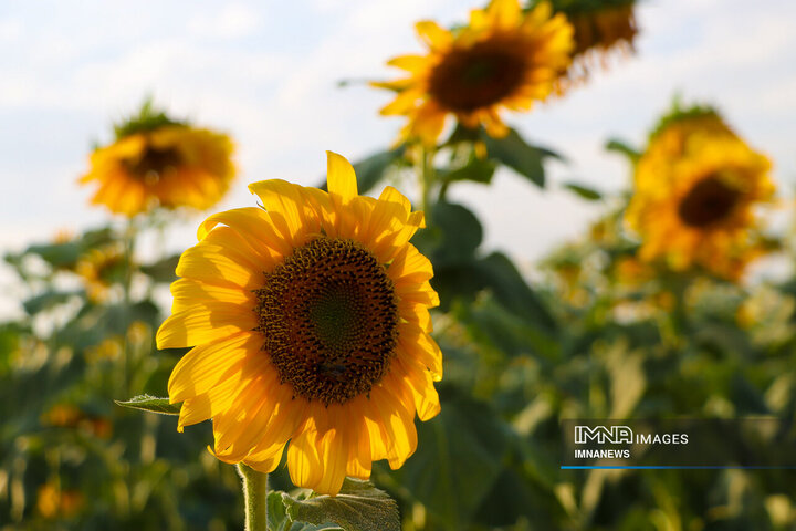 Sunflowers dancing with golden rays of sun
