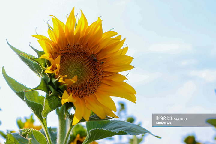 Sunflowers dancing with golden rays of sun
