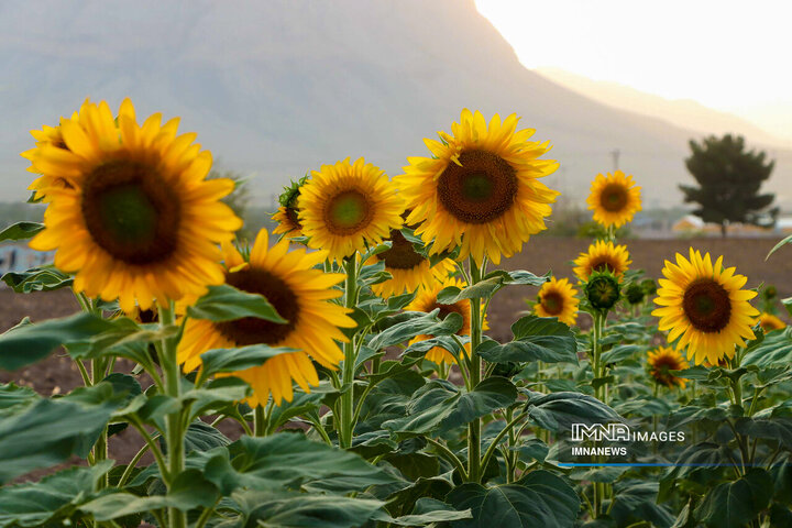 Sunflowers dancing with golden rays of sun
