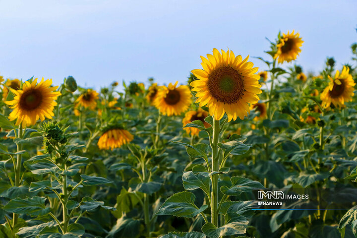 Sunflowers dancing with golden rays of sun
