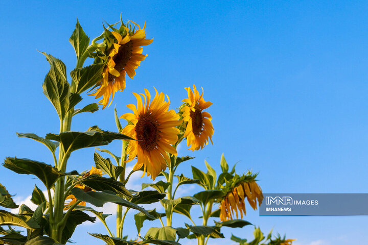 Sunflowers dancing with golden rays of sun
