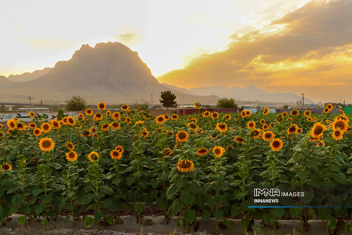 Sunflowers dancing with golden rays of sun
