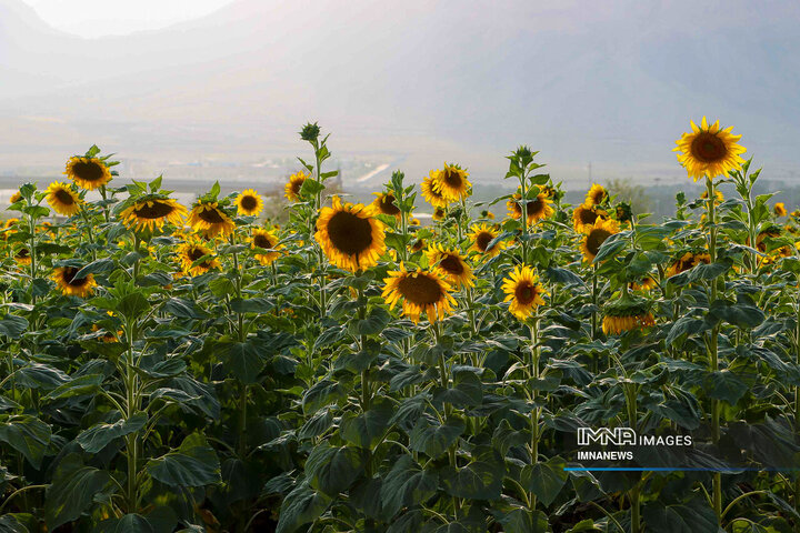 Sunflowers dancing with golden rays of sun
