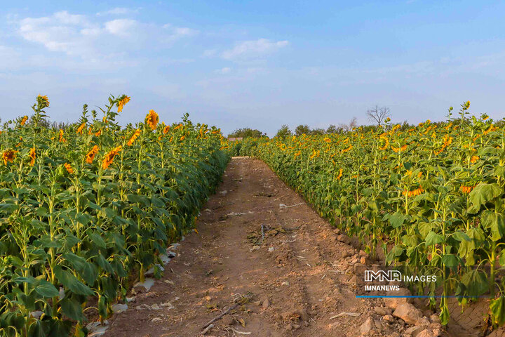 Sunflowers dancing with golden rays of sun
