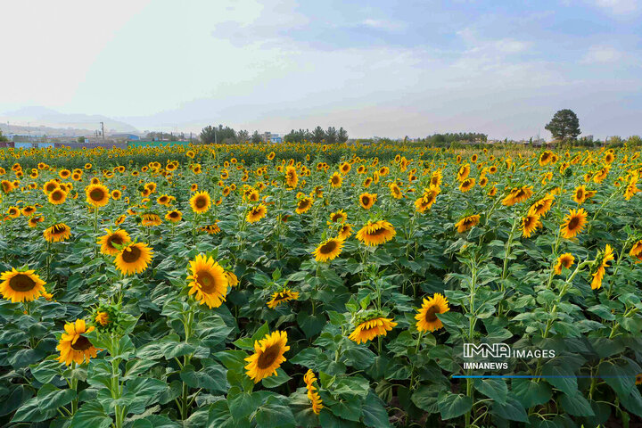 Sunflowers dancing with golden rays of sun
