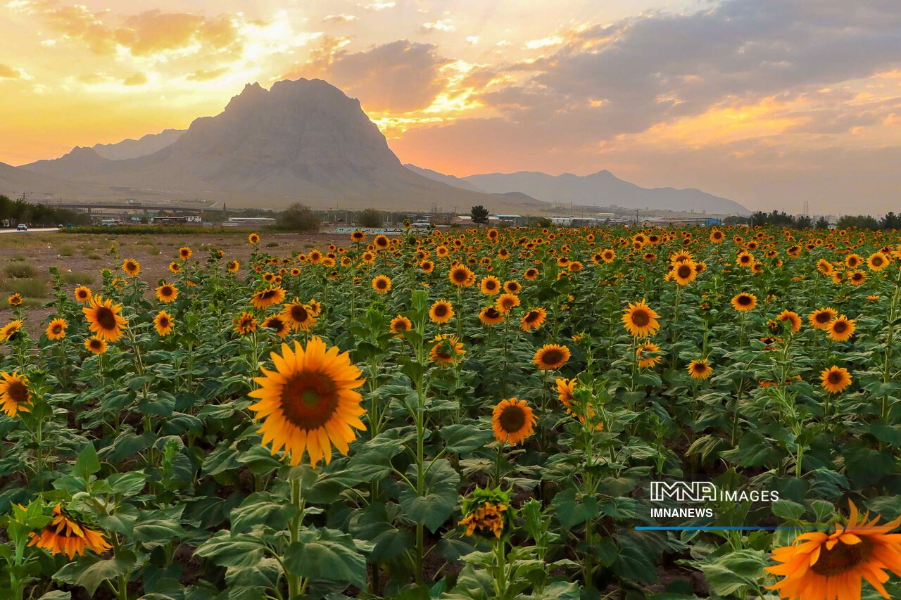 Dance of sunflowers with golden rays of Sun