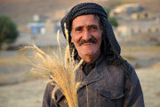 بخش دیگری از مطالبات گندمکاران کردستانی پرداخت شد