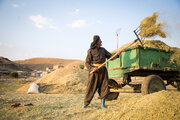 Iran Settles Debts to Farmers Amid Wheat Self-Sufficiency