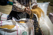 اجرای طرح جهش تولید گندم در دیم‌زارهای چهارمحال‌وبختیاری