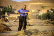 رونق طرح جهش تولید در استان گلستان