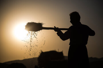 "The Golden Reaping: A Harvest of Wheat"