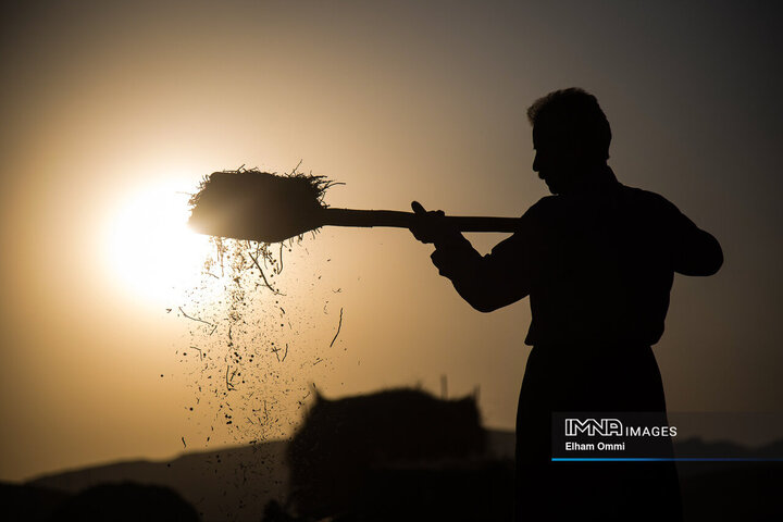 فصل برداشت خوشههای طلائی گندم در کردستان