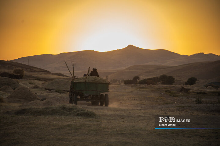 فصل برداشت خوشههای طلائی گندم در کردستان