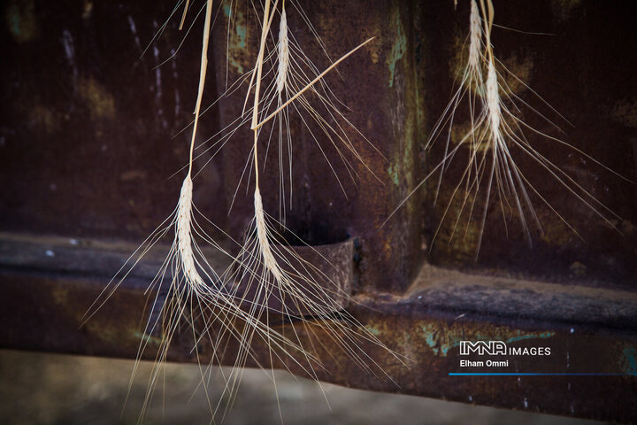 فصل برداشت خوشههای طلائی گندم در کردستان