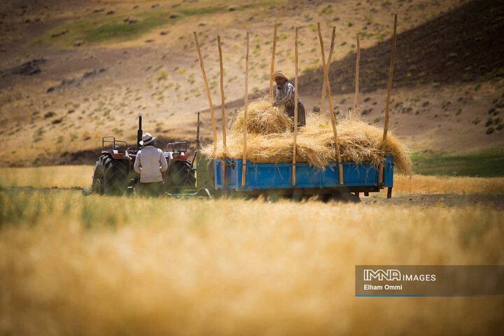 Harvesting wheat