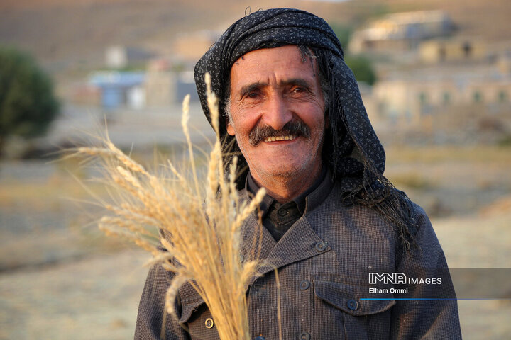 فصل برداشت خوشههای طلائی گندم در کردستان