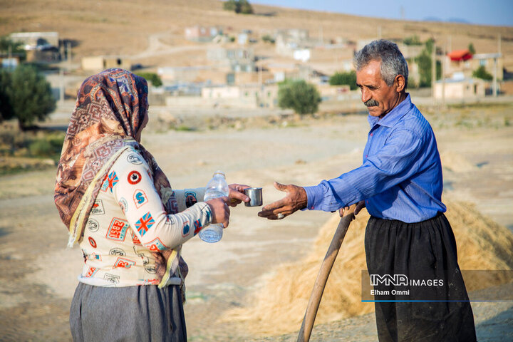فصل برداشت خوشه‌های طلائی گندم در کردستان
