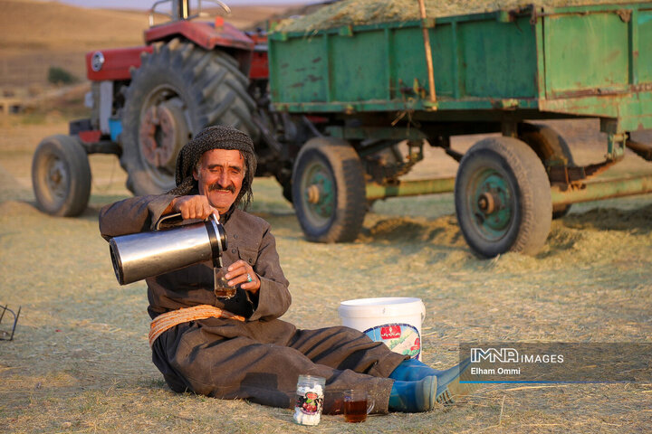 فصل برداشت خوشههای طلائی گندم در کردستان