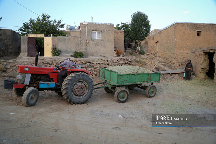 فصل برداشت خوشههای طلائی گندم در کردستان