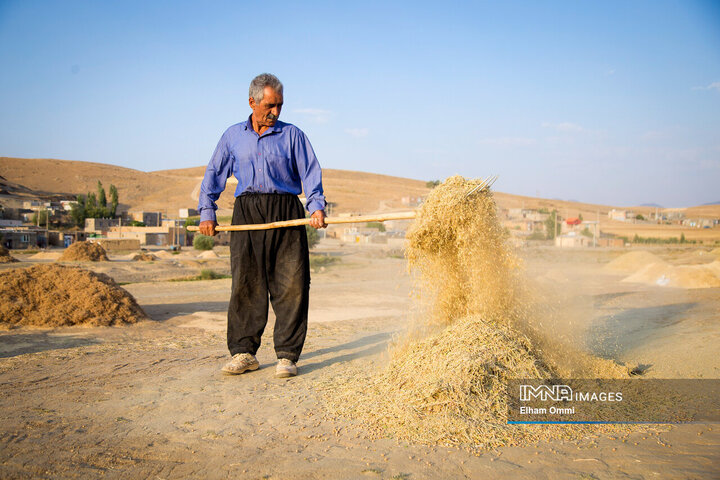 فصل برداشت خوشههای طلائی گندم در کردستان