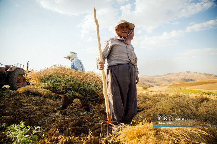 فصل برداشت خوشههای طلائی گندم در کردستان