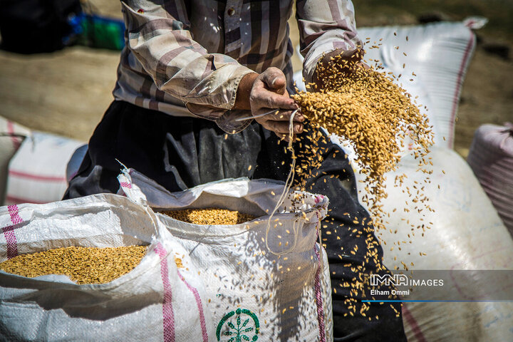 فصل برداشت خوشههای طلائی گندم در کردستان