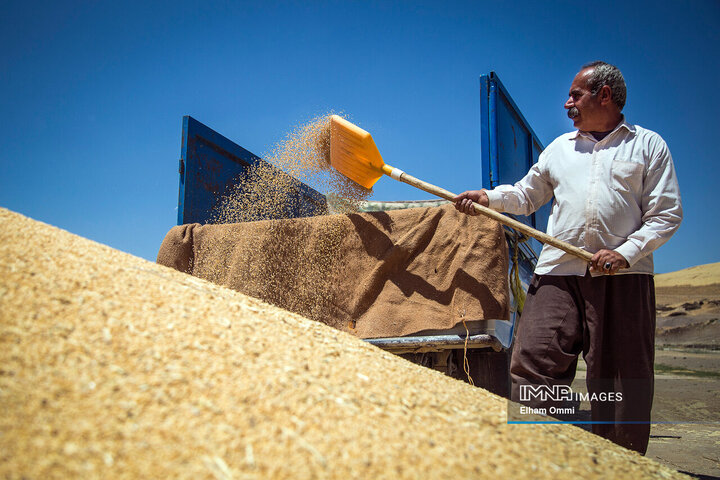 فصل برداشت خوشههای طلائی گندم در کردستان