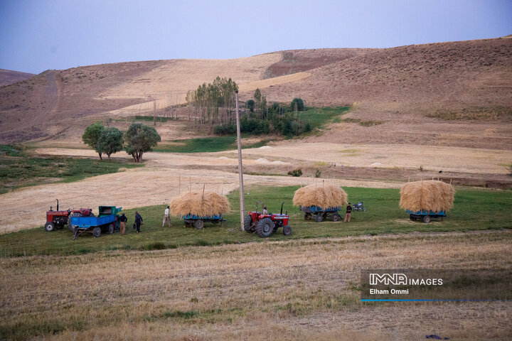 فصل برداشت خوشههای طلائی گندم در کردستان