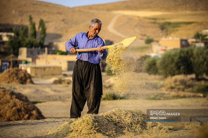 ثبت حدود ۳۸ هزار هکتار گندم در سامانه کشت قراردادی اصفهان