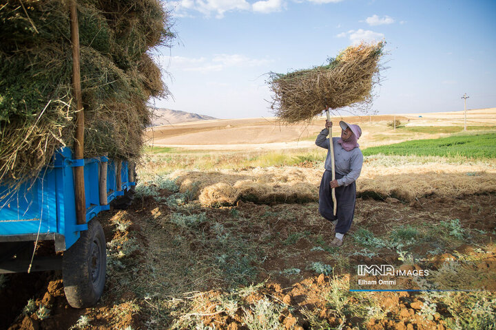 فصل برداشت خوشههای طلائی گندم در کردستان