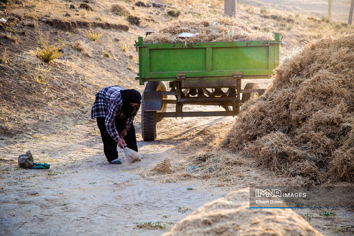 فصل برداشت خوشههای طلائی گندم در کردستان