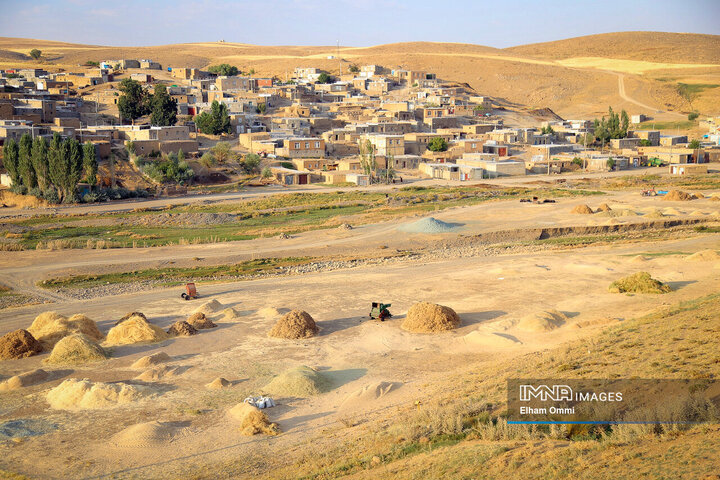 فصل برداشت خوشههای طلائی گندم در کردستان