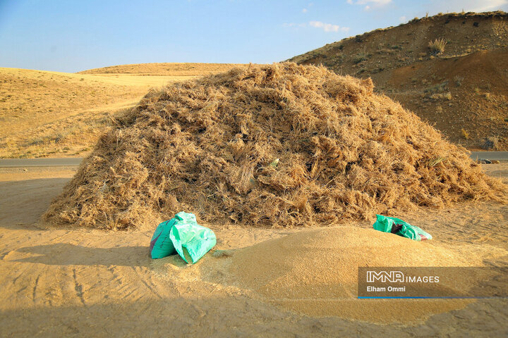 فصل برداشت خوشه‌های طلائی گندم در کردستان